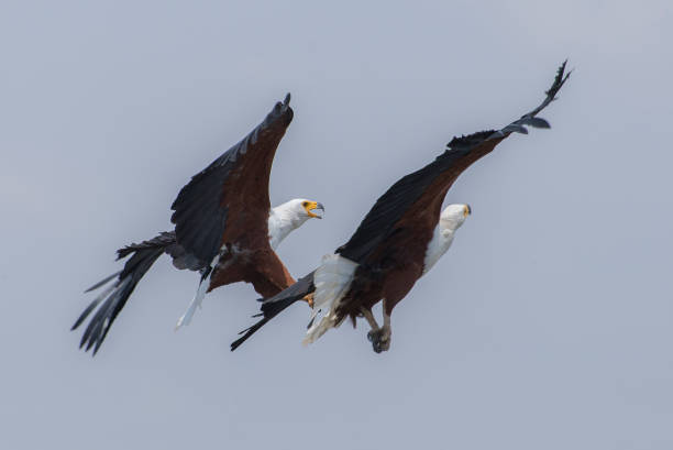 istock two african fisheagle fighting for some fish against each other 1208390703