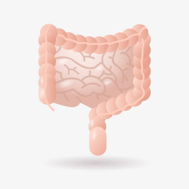 istock human large and small intestine digestive system gastrointestinal tract anatomy internal organ biology healthcare medicine concept flat 1208390739
