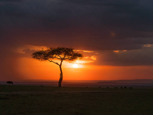 silueta maravillosa de un árbol de acacia mientras el sol se pone - masai mara national reserve sunset africa horizon over land fotografías e imágenes de stock