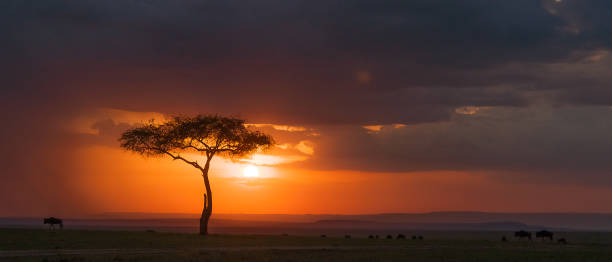 silueta maravillosa de un árbol de acacia mientras el sol se pone - masai mara national reserve sunset africa horizon over land fotografías e imágenes de stock