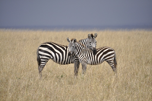 two zebras standing in the african savannah