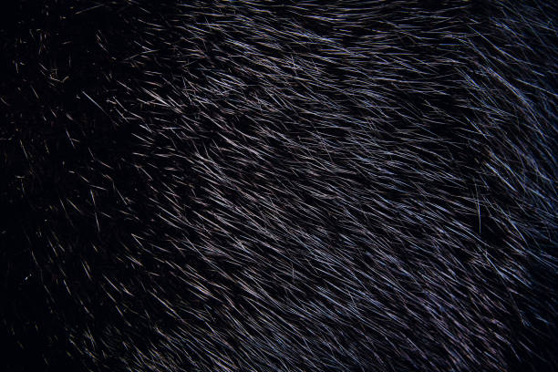 istock Background of dark mink fur. Close-up texture 1208391940