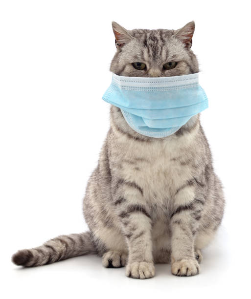 istock Cat in medical mask. 1208391998