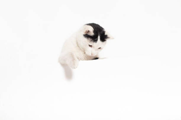 istock Cute black and white cat in different poses 1208392178