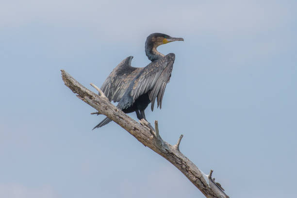 istock a beautiful cormorant sitting on a dead tree in a african lake 1208392428