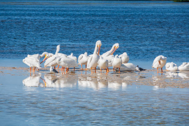 istock White pelicans resting on a sandbar 1208392523