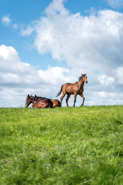 Horses on a summer pasture stock photo