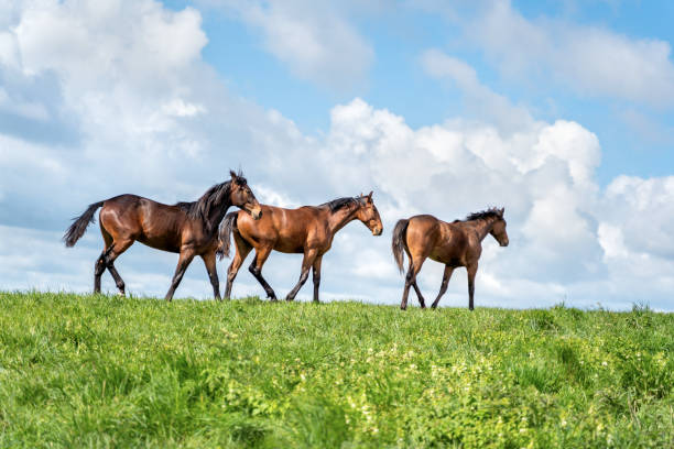Horses on a summer pasture stock photo