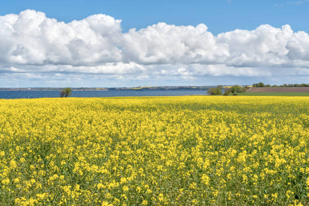 istock Landscape with rapeseed field and blue sky selective focus 1208393688