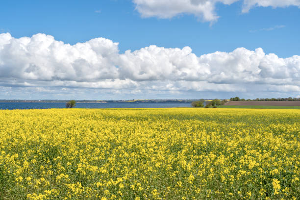 istock Landscape with rapeseed field and blue sky selective focus 1208393704
