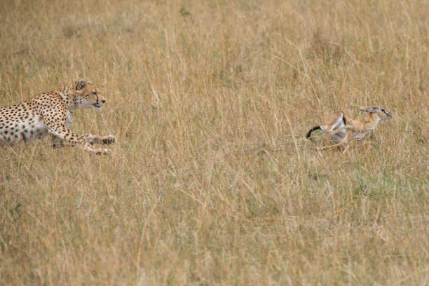 istock a cheetah is hunting a small impala 1208395907