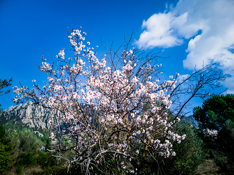 White almond tree flowers with blue sky background with white clouds