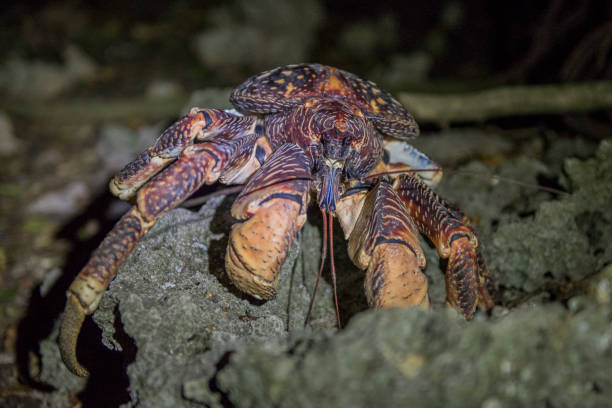 retrato de un cangrejo de coco en la isla de chumbe, zanzíbar - land hermit crab fotografías e imágenes de stock