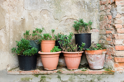 Close-up of flower pots by the rustic wall
