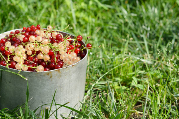 istock Ripe red currants and yellow currants harvest. 1208397098