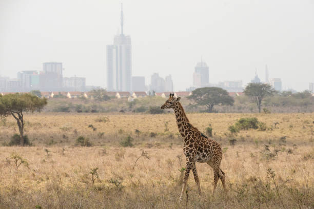 istock a beautiful giraffe in front of Nairobi, Kenya 1208397112
