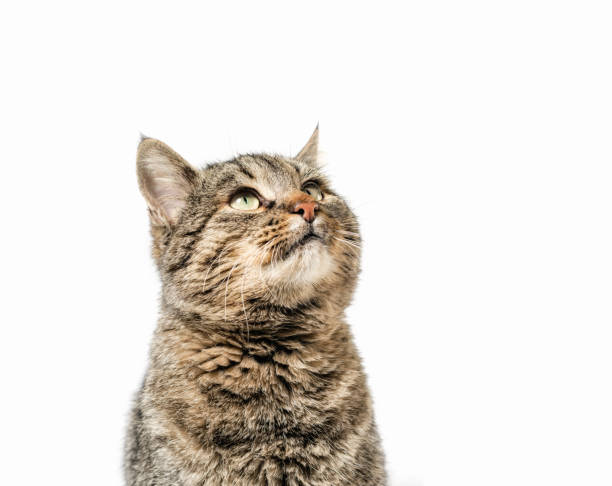 istock gray cat looks up closeup 1208397229