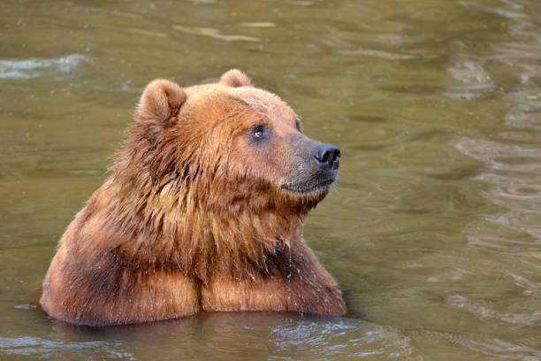 istock Grizzly in the water 1208397263
