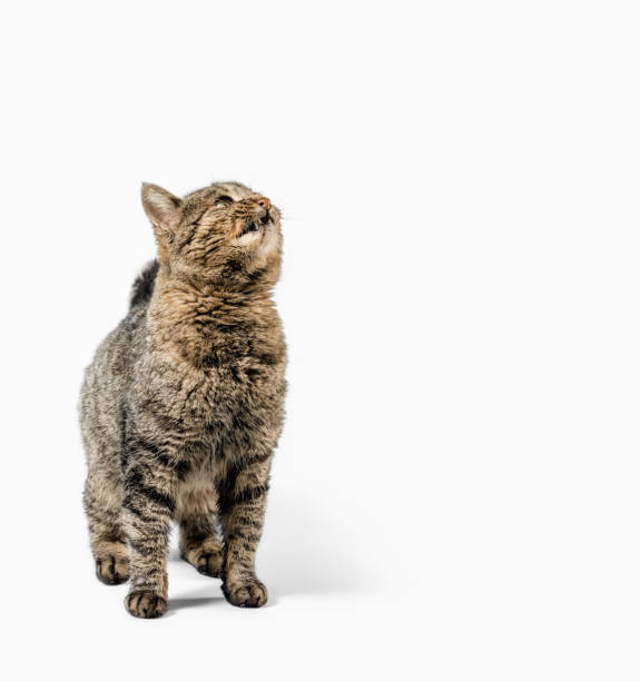 istock gray cat looks up closeup 1208397274