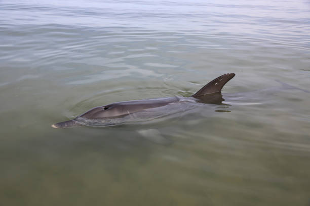 istock Bottle-nosed Dolphin (Tursiops) at the beach in Western Australia 1208397431