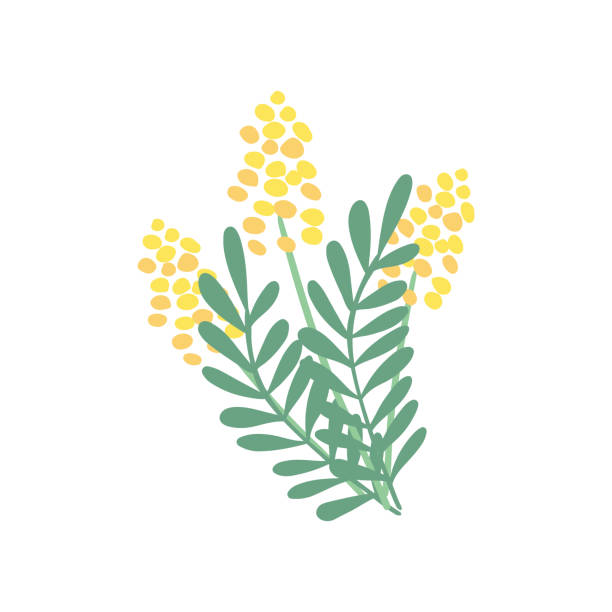 Bouquet of mimosa flowers. A nice bouquet of mimosa flowers and leaves. Great for Spring and Easter greeting cards. Hand drawn vector illustration isolated on white background. acacia tree stock illustrations