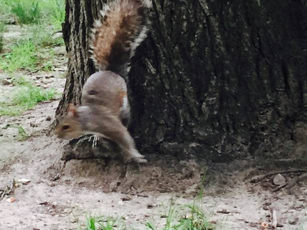 istock Newyork Manhatten America Central park squirrel 1208398465