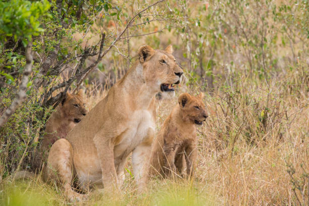 istock a big female lion protecting her cubs in kenya 1208398483