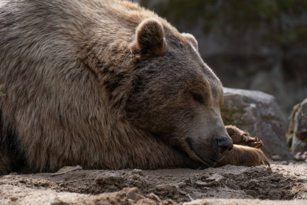 istock Portrait of a brown bear resting 1208398621