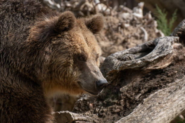 istock Portrait of a brown bear 1208398628