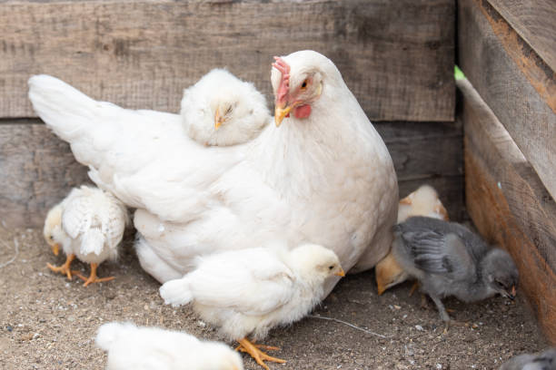 istock White chicken and little chickens 1208398734