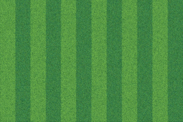 ilustrações de stock, clip art, desenhos animados e ícones de green grass striped realistic textured background - grass family