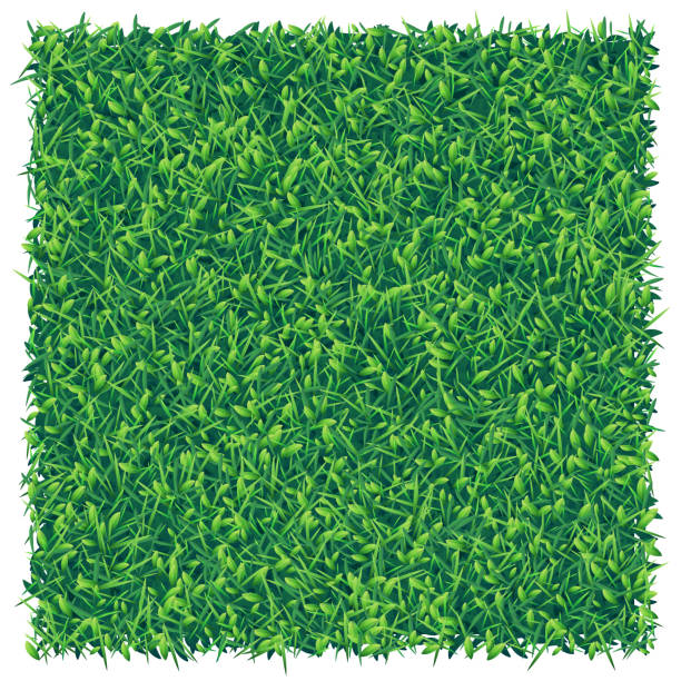 kwadratowy kawałek zielonej trawy, widok z góry - grass area high angle view playing field grass stock illustrations