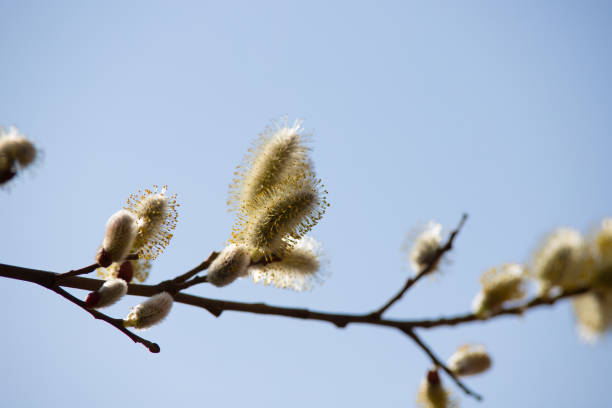 istock Catkins of Salix Atrocinerea commonly called grey willow or large gray willow 1208398913