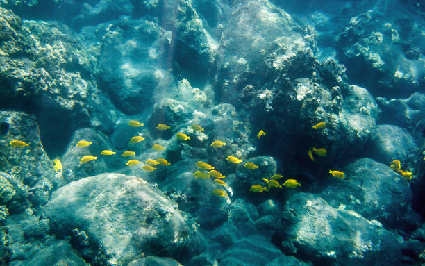 Underwater View of Tropical Fish near Captain Cook Monument (Big Island, Hawaii) stock photo