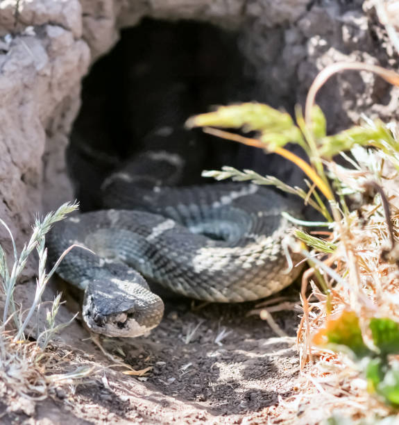 istock Northern Pacific Rattlesnake peeking through its burrow 1208399115