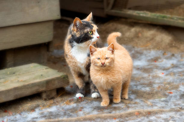 istock Multi-colored cat mom with a red kitten together. Animals Stand on the ground. Winter is cold. The red kitten is looking forward, the cat is looking to the side. Family of animals. 1208400021