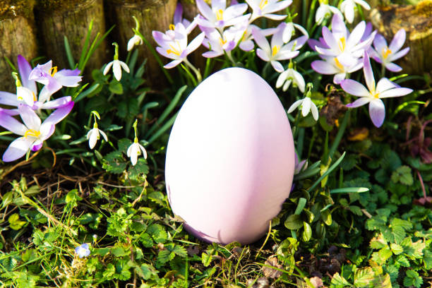 easter egg with crocus in the meadow - textraum imagens e fotografias de stock