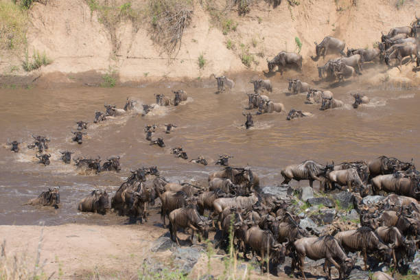 istock masai mara river crossing with wildebeests and zebras 1208400874