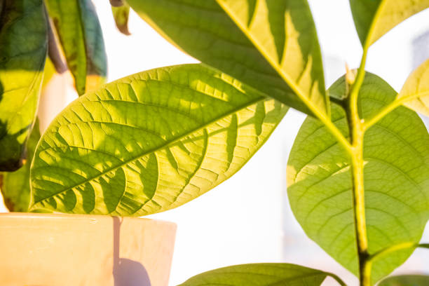Closeup of fresh, green avocado stalk with leaves cultivated in a pot in a balcony. Avocado trees grown at home.
