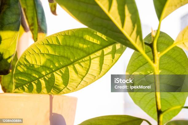 Young Fresh Avocado Sprout With Leaves Growing From Seed In Pot Stock Photo - Download Image Now