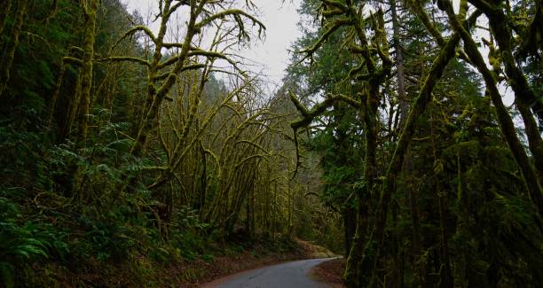 istock Umpqua National Forest Road 1208400910