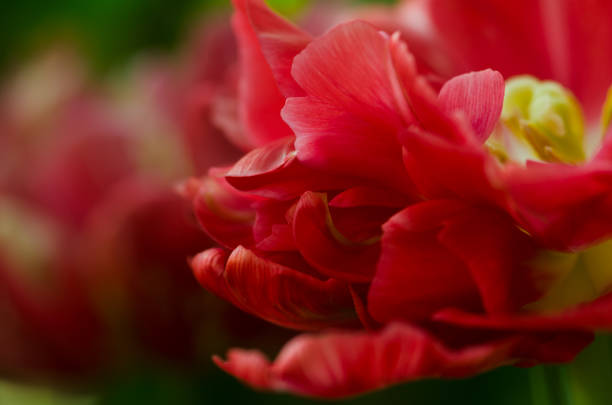 Closeup peony macro, delicate floral banner background.