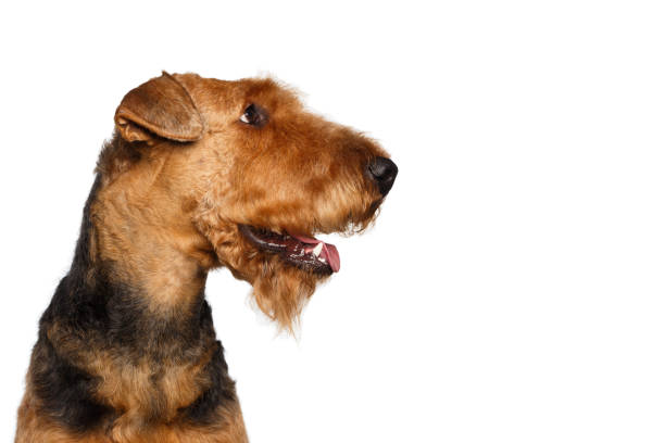 istock Airedale Terrier Dog on Isolated White background 1208401987