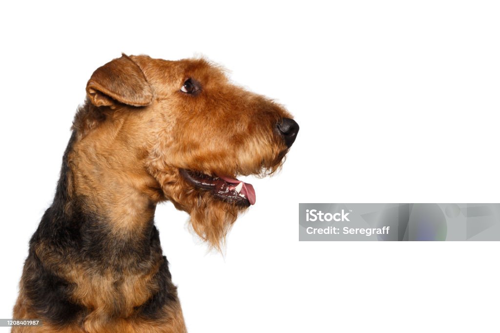 Airedale Terrier Dog on Isolated White background Closeup Portrait of Airedale Terrier Dog looking at side, on Isolated White Background Airedale Terrier Stock Photo