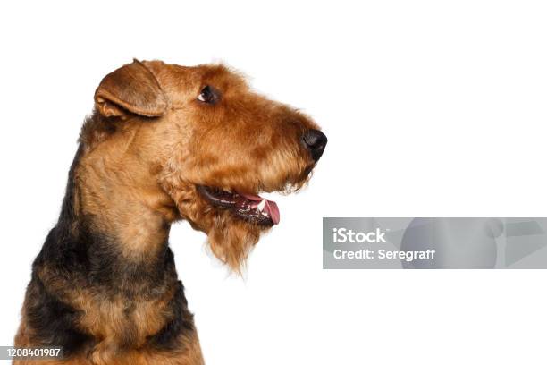 Airedale Terrier Dog On Isolated White Background Stock Photo - Download Image Now - Airedale Terrier, Dog, Looking