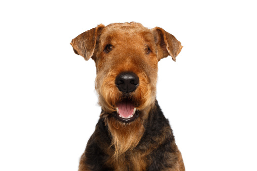 Closeup Portrait of Airedale Terrier Dog Happy looking at camera,on Isolated White Background