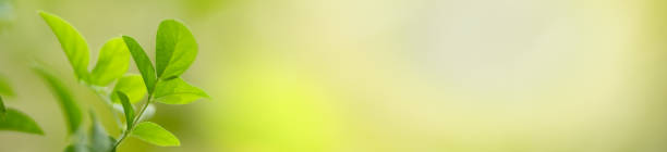 istock Close up of nature view green leaf on blurred greenery background under sunlight with bokeh and copy space using as background natural plants landscape, ecology cover concept. 1208402179