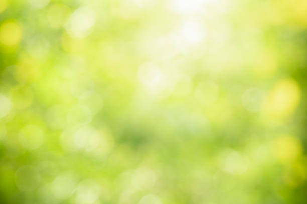 istock Abstract blurred out of focus and blurred green leaf nature background under sunlight with bokeh and copy space using as background natural plants landscape, ecology wallpaper concept. 1208402180