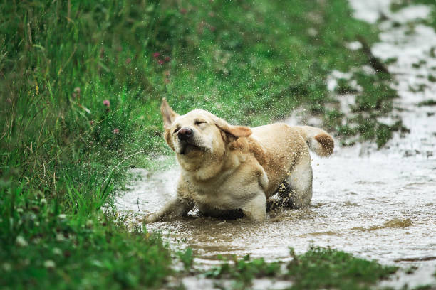 Funny dog shaking head while standing in puddle of dirty water and playing in green nature on rainy day