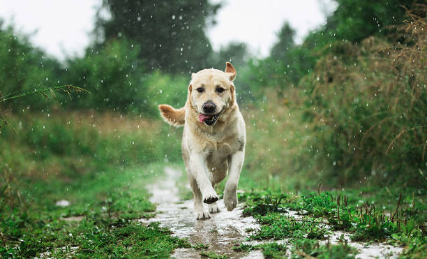 funny dog playing under raindrops in countryside - wet places imagens e fotografias de stock